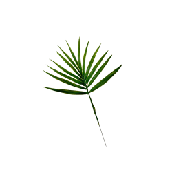 Feuilles de palmier Chamaerops artificielle x 5 -  H 40 cm D 26 cm