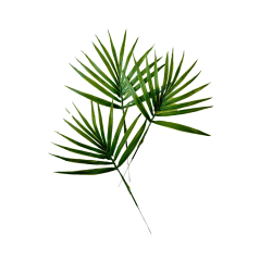 Feuilles de palmier Chamaerops artificielle x 5 -  H 44 cm D 32 cm