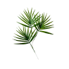 Feuilles de palmier Chamaerops artificielle x 5 -  H 44 cm D 32 cm