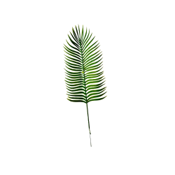 Feuilles de palmier cycas artificielle x 5 - H 57cm D 15 cm