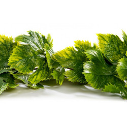 Guirlande de VIGNE VERTE - Longueur 180 cm - VENDU A L'UNITÉ