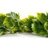 Guirlande de VIGNE VERTE - Longueur 180 cm - VENDU A L'UNITÉ