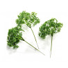 Bouquet de PERSIL 6 branches - vendu par paquet de 6 tiges