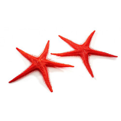 ETOILES DE MER X 2